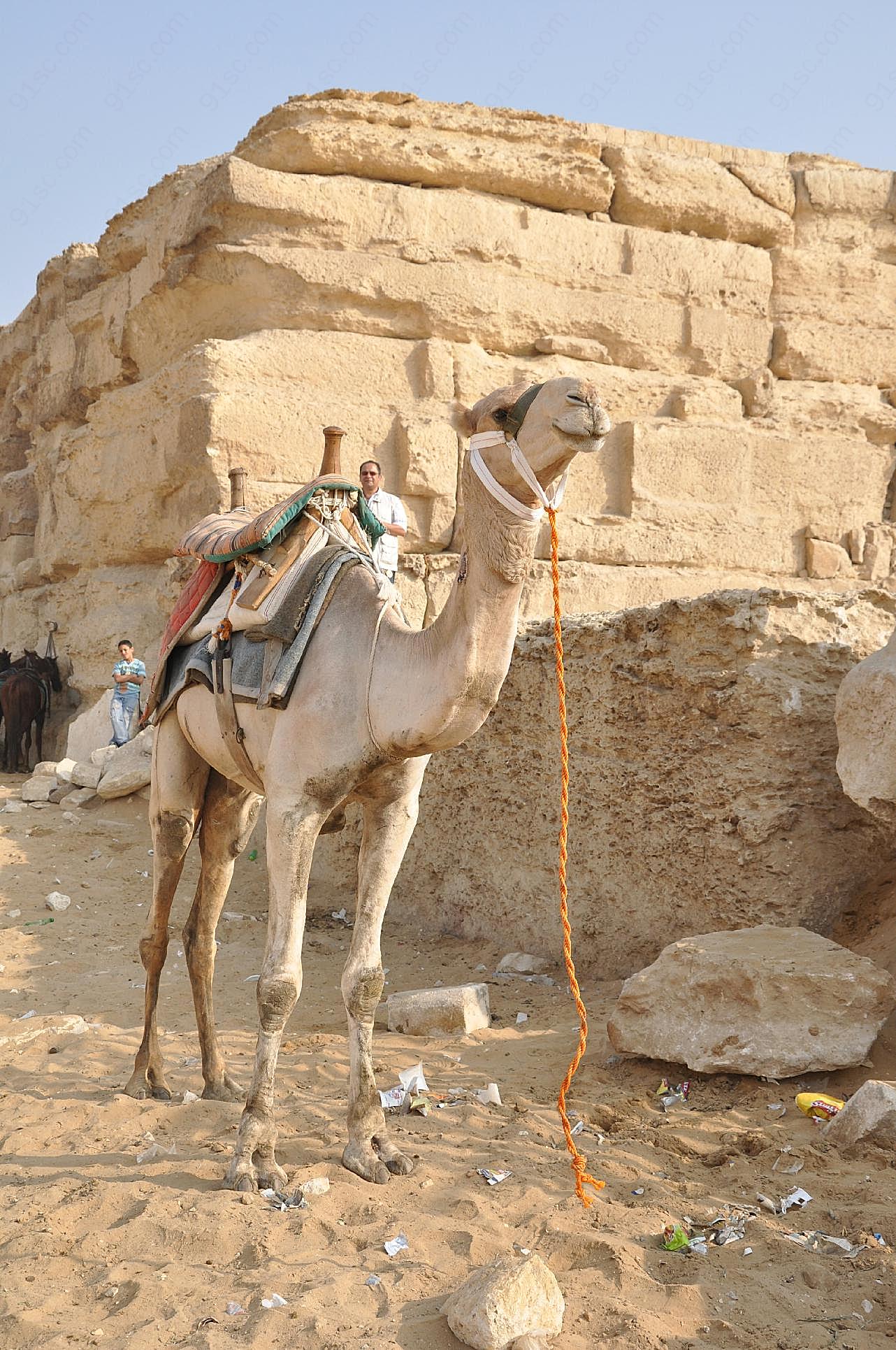 新疆骆驼图片摄影