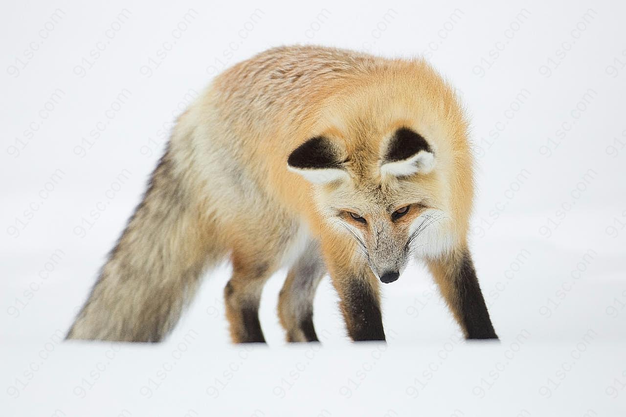 狐狸图片动物图片