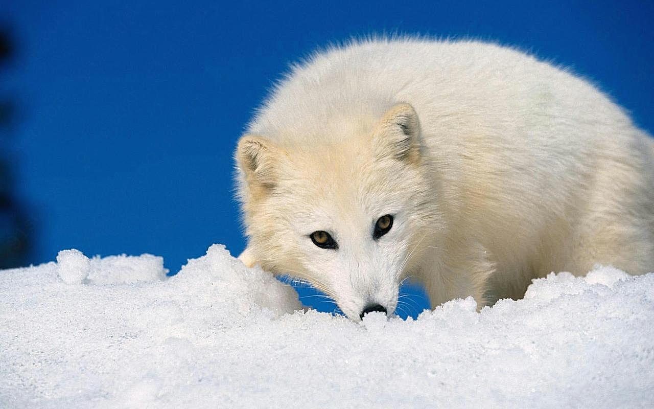 北极狐图片动物图片