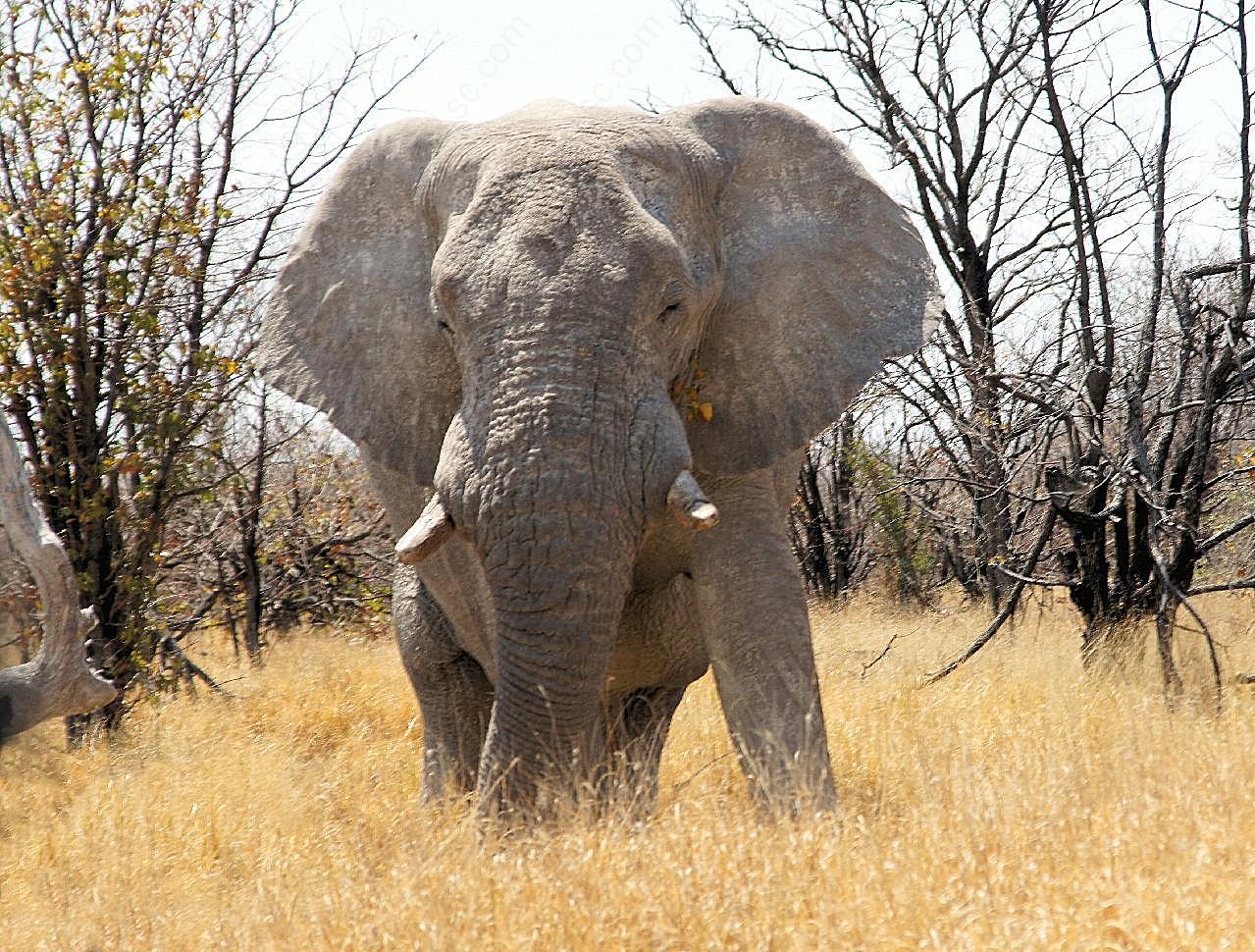 纳米比亚大象图片摄影高清