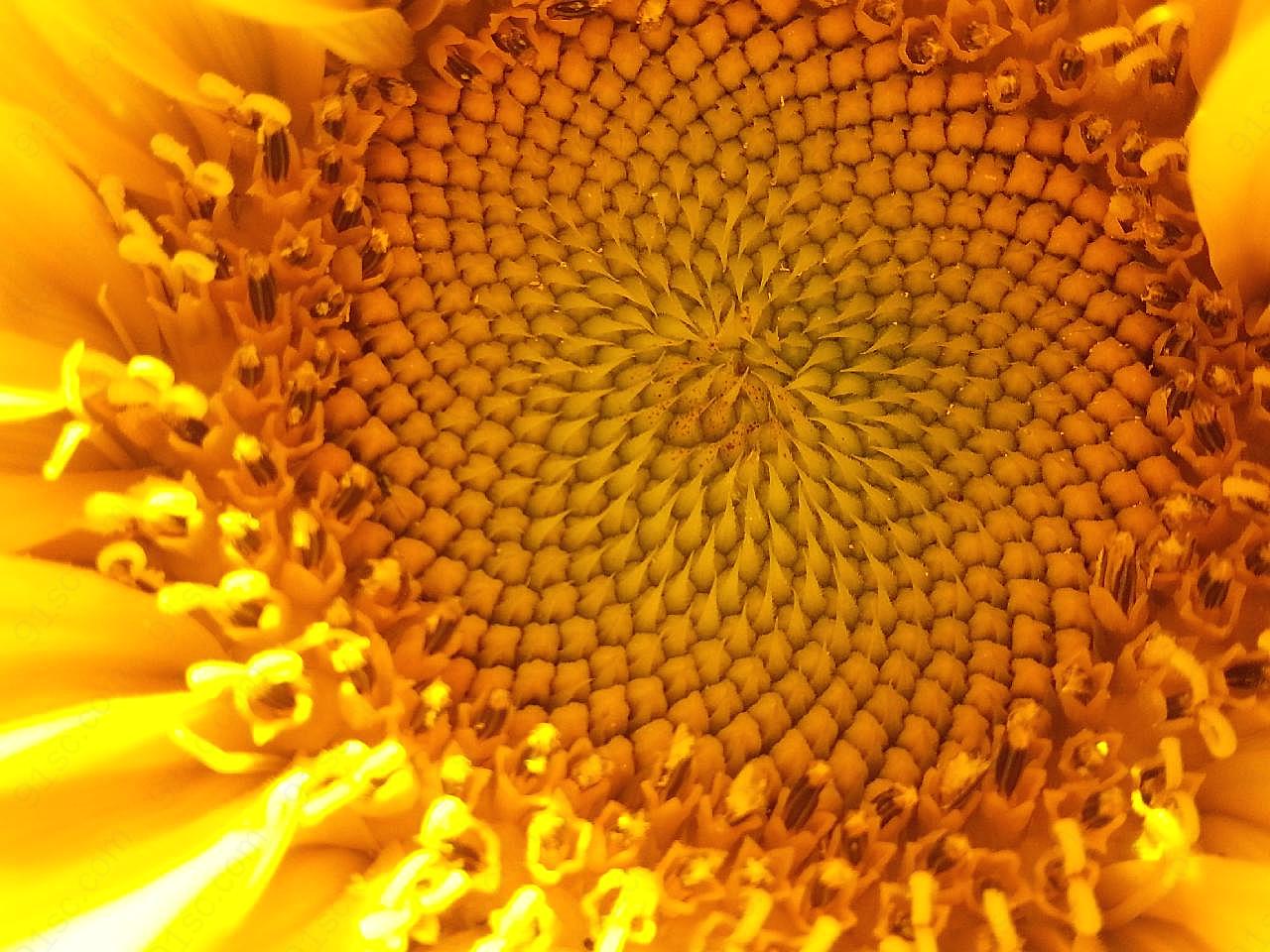 花盘局部图片向日葵