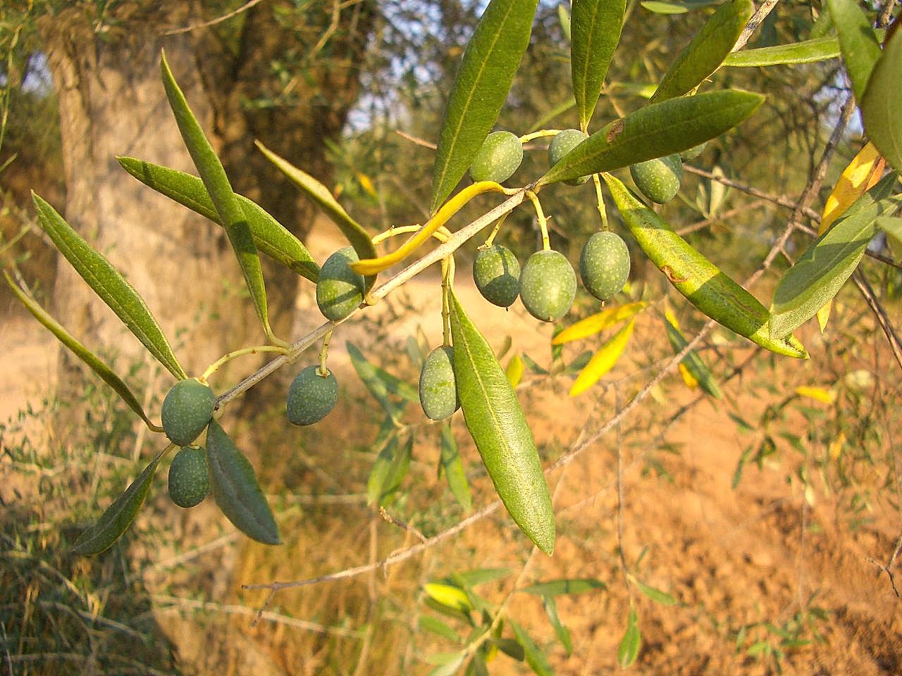 橄榄树枝图片自然