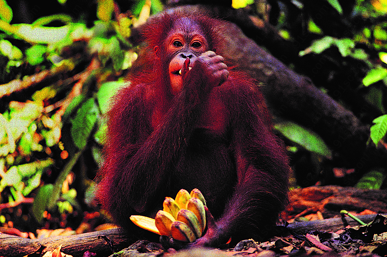 大猩猩吃香蕉图片摄影高清