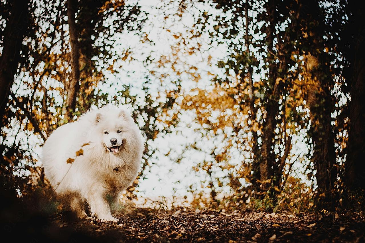 萨摩耶犬图片摄影高清