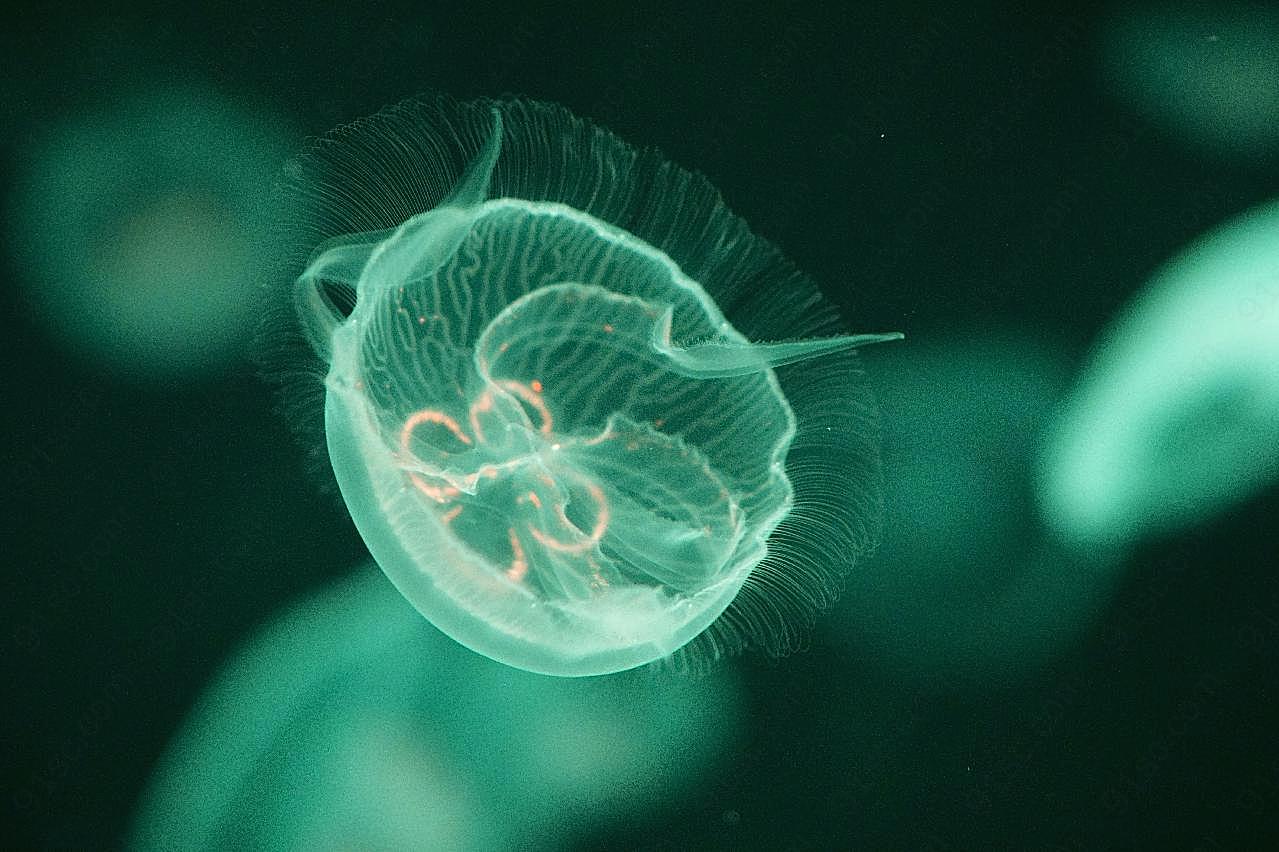 透明海蜇图片海洋生物