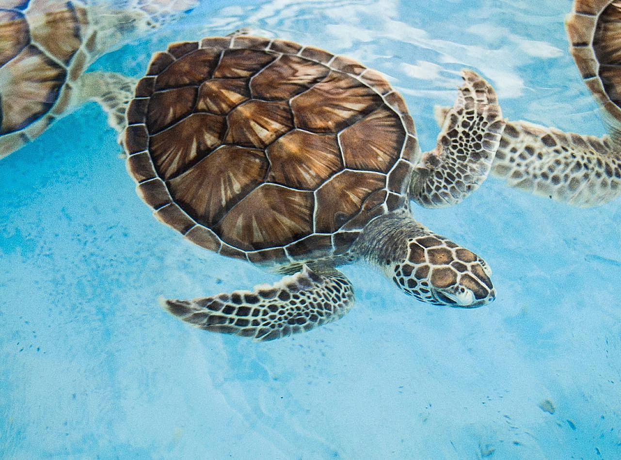 海底玳瑁海龟图片海洋生物