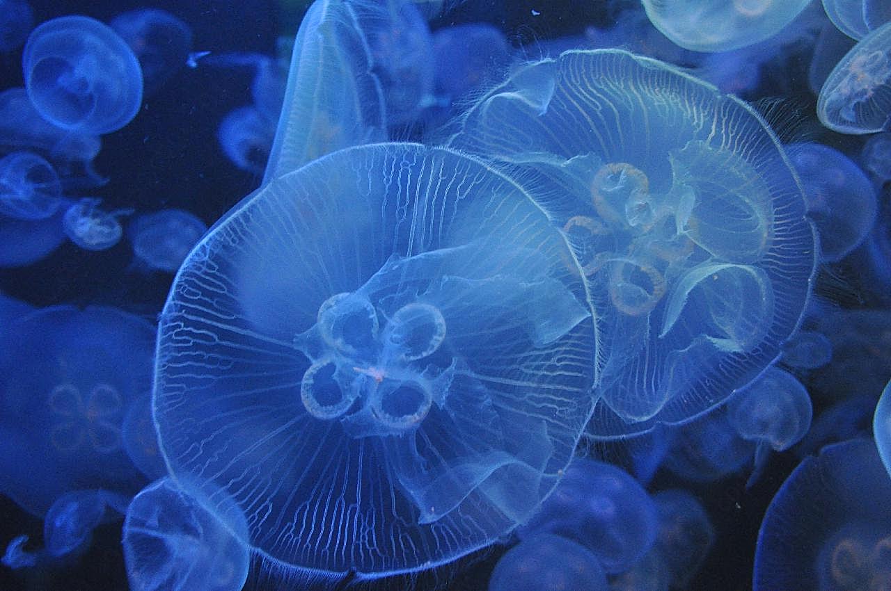 透明海蜇水母图片海洋生物