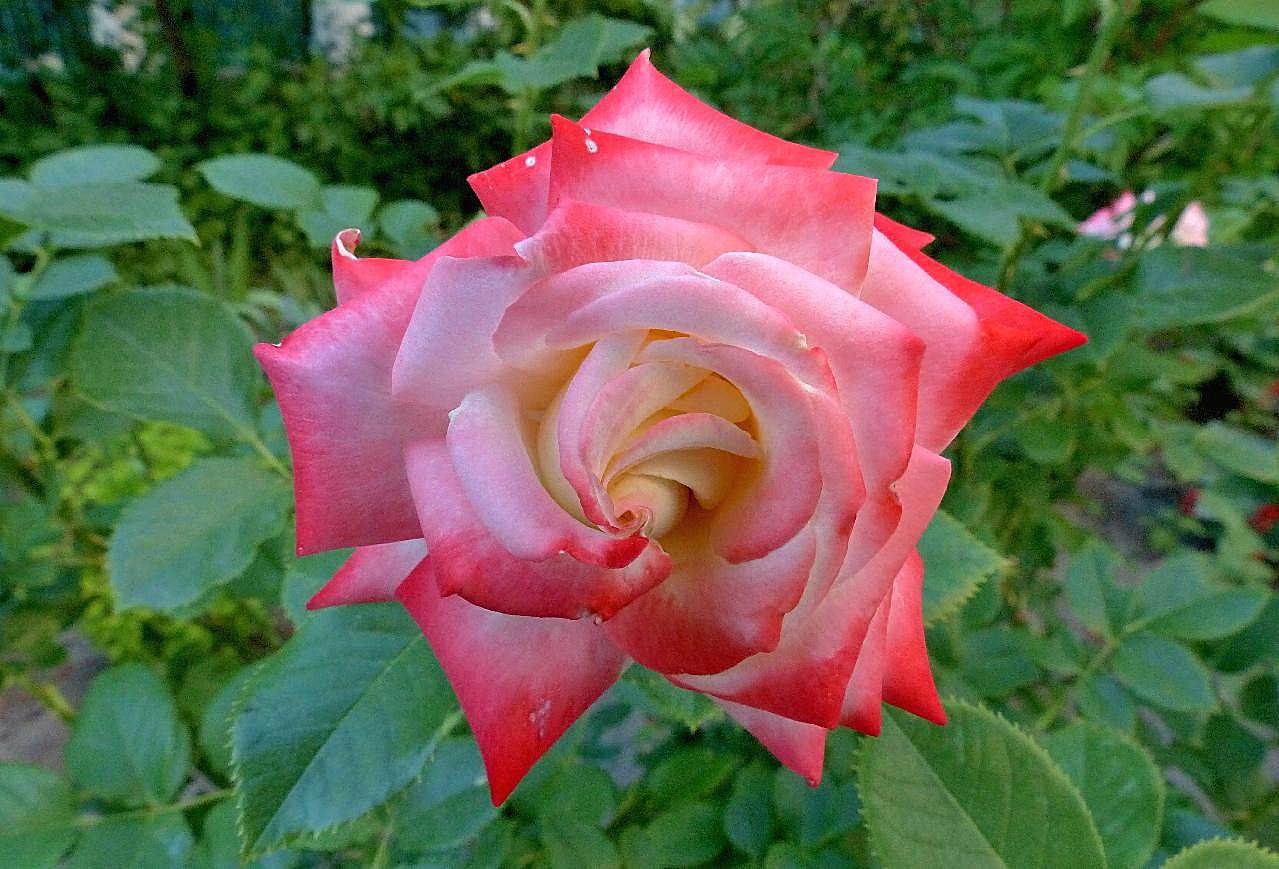 朵高清图片玫瑰花