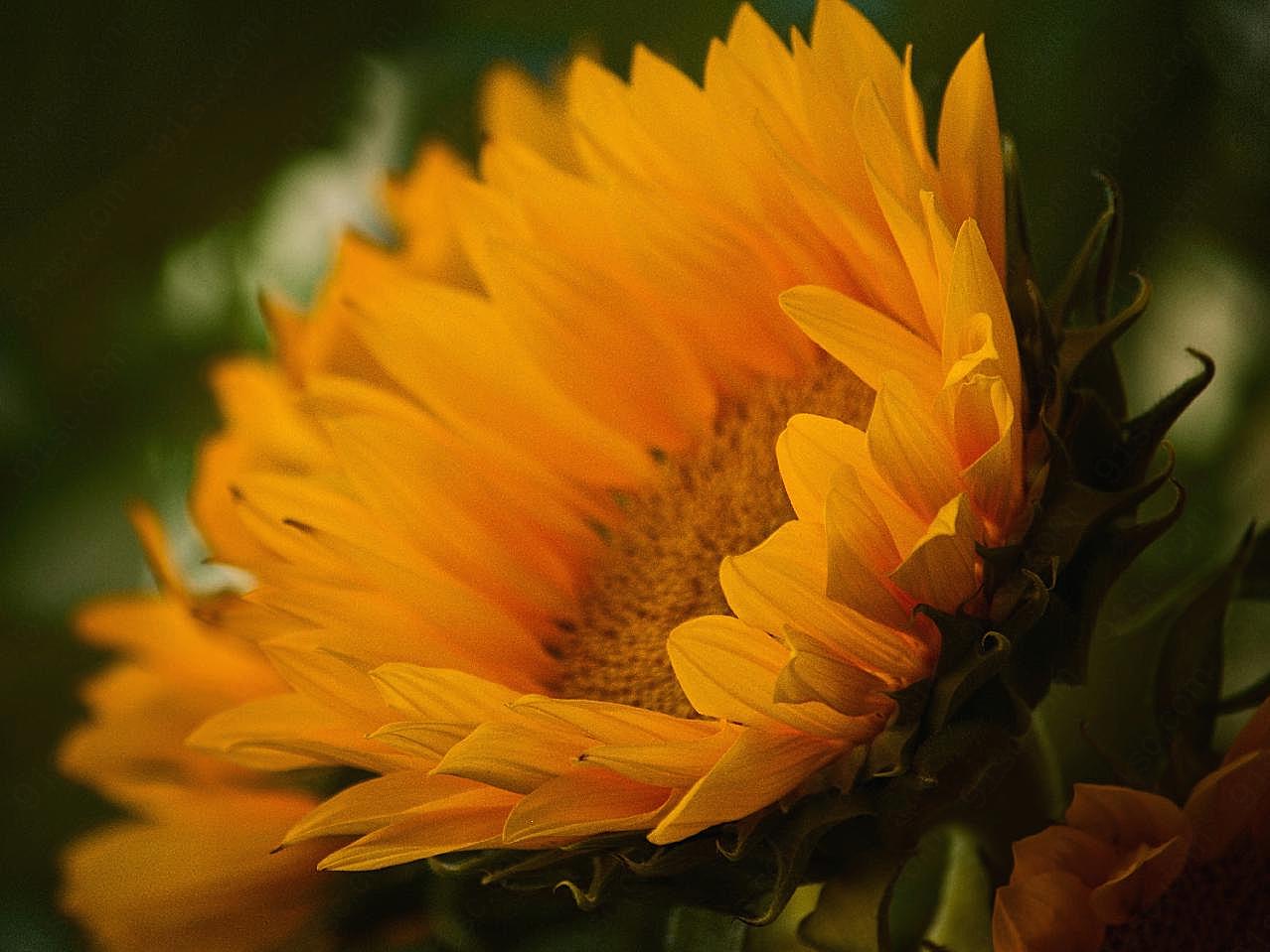 一朵花特写图片向日葵