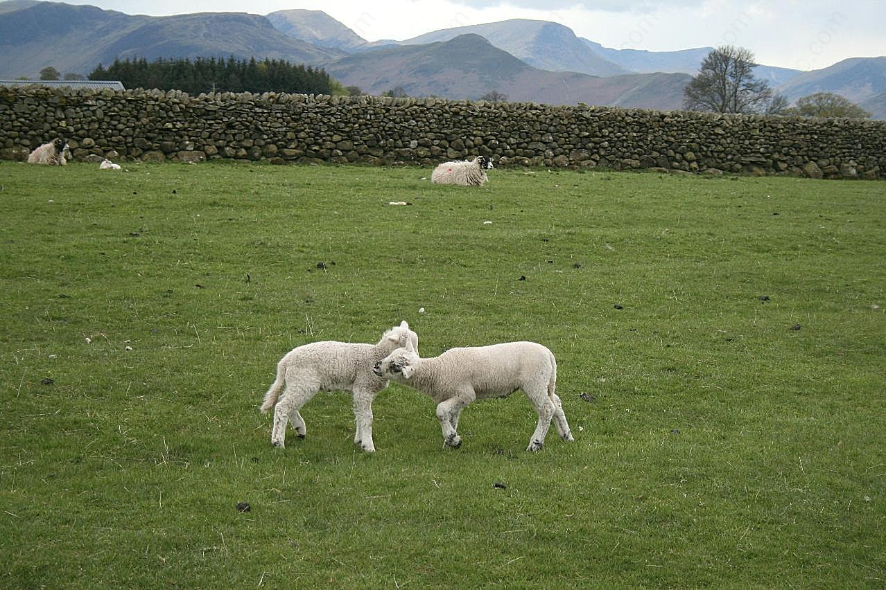 草原农场小羊羔图片摄影