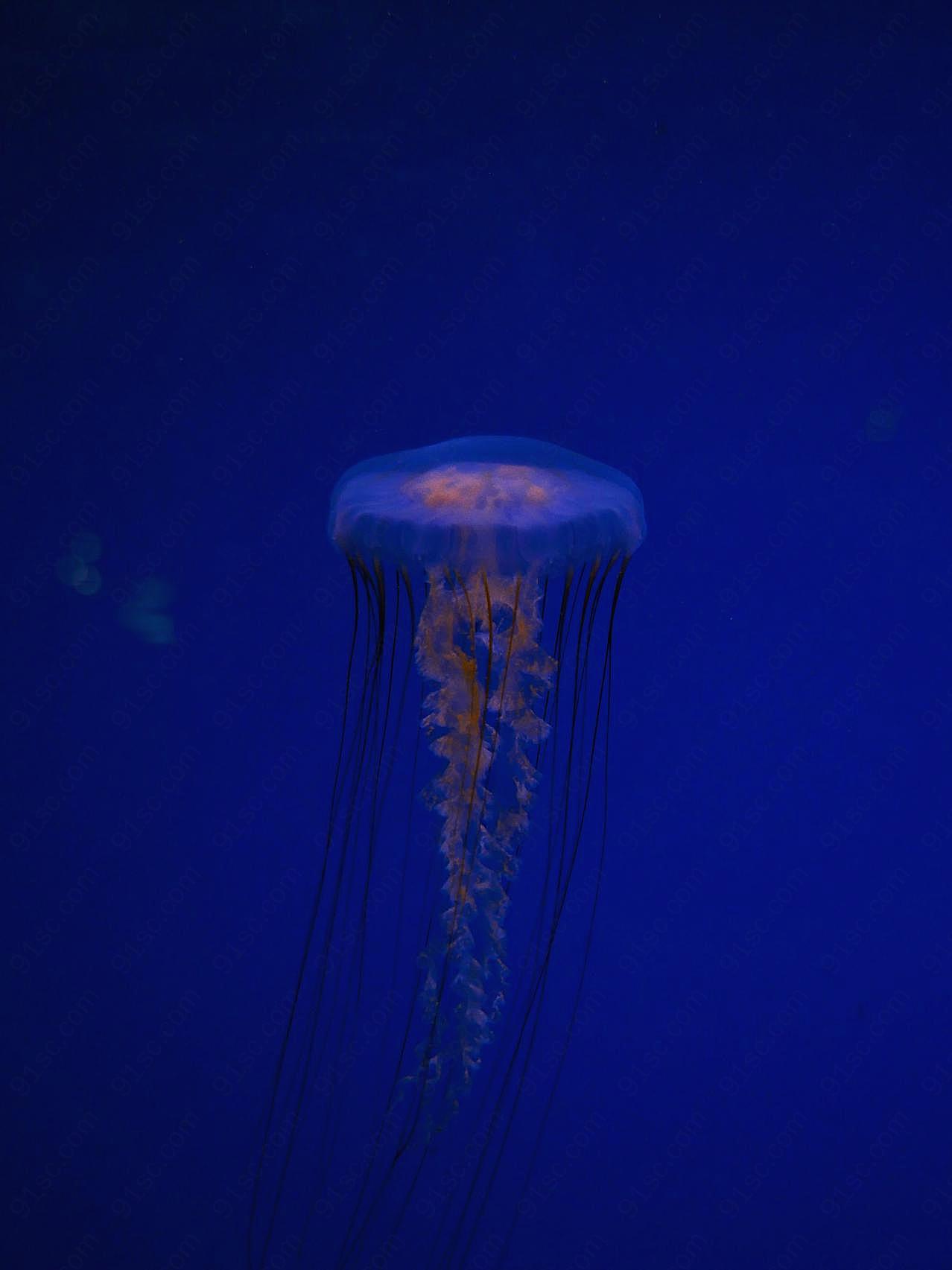 深海云母图片海洋生物