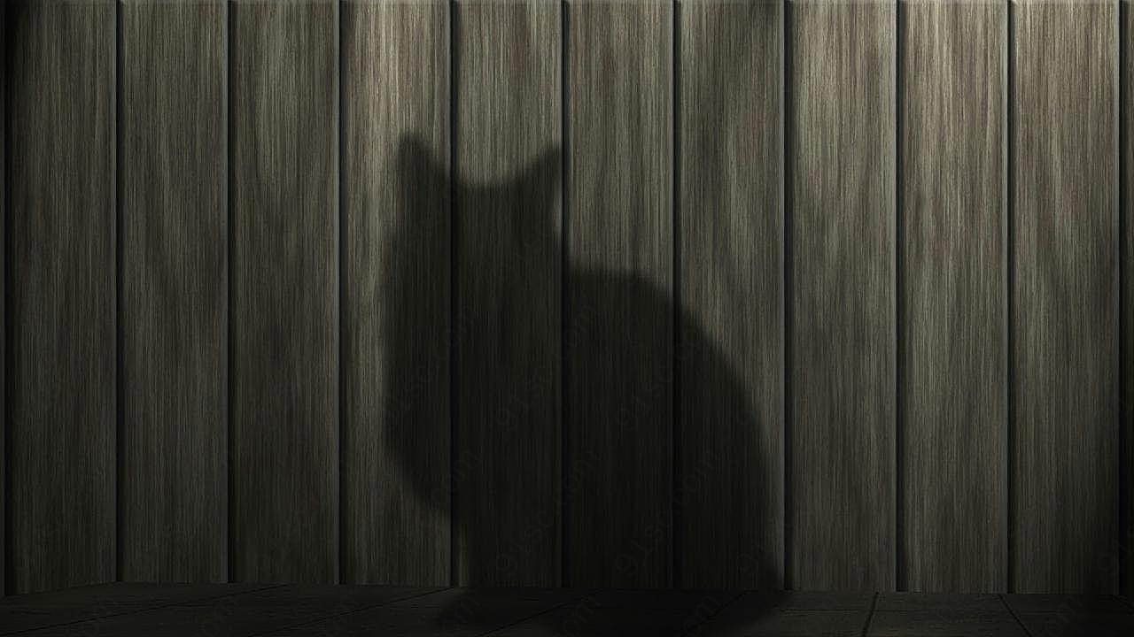 猫影子图片高清