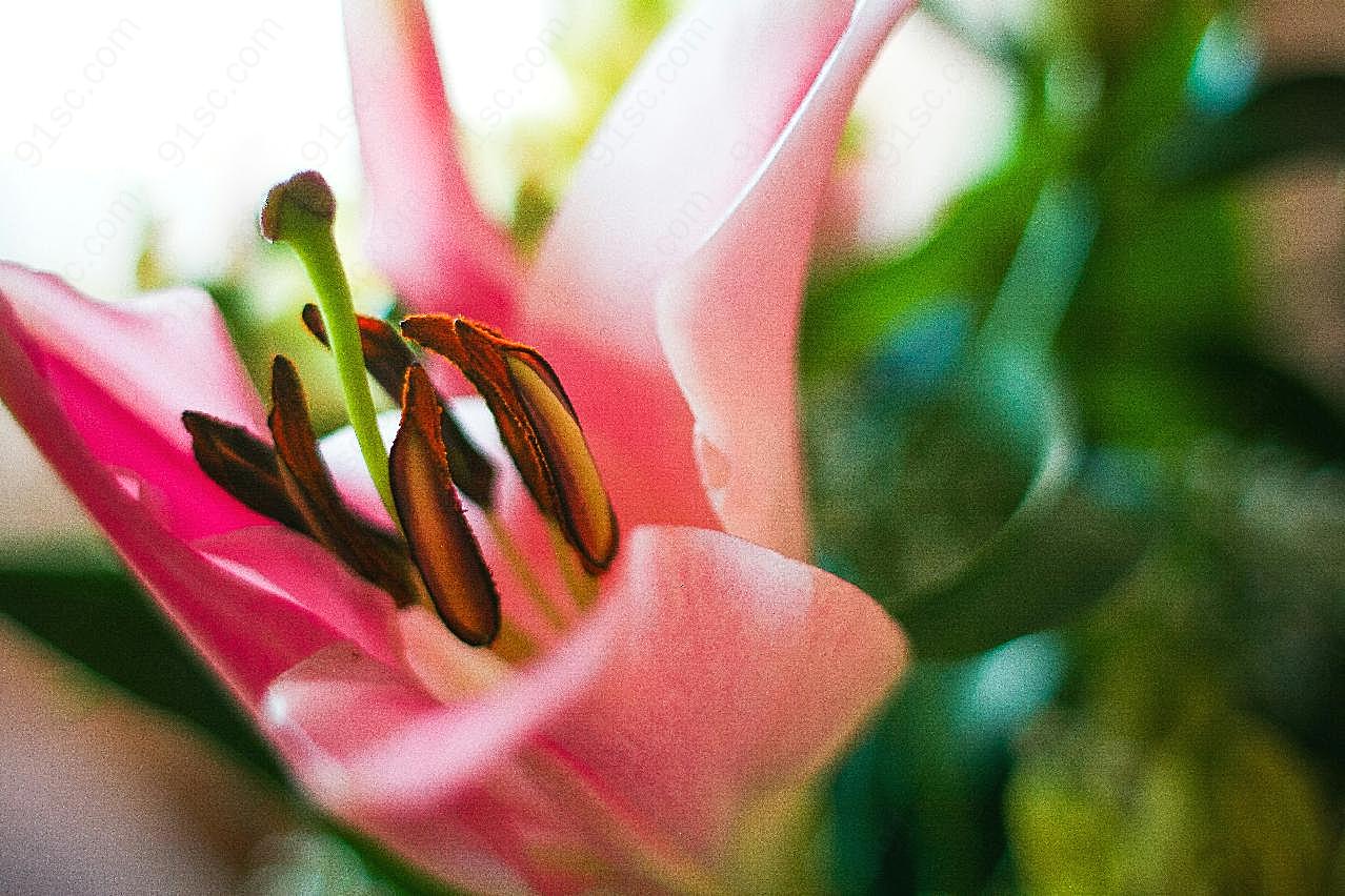 粉红图片百合花