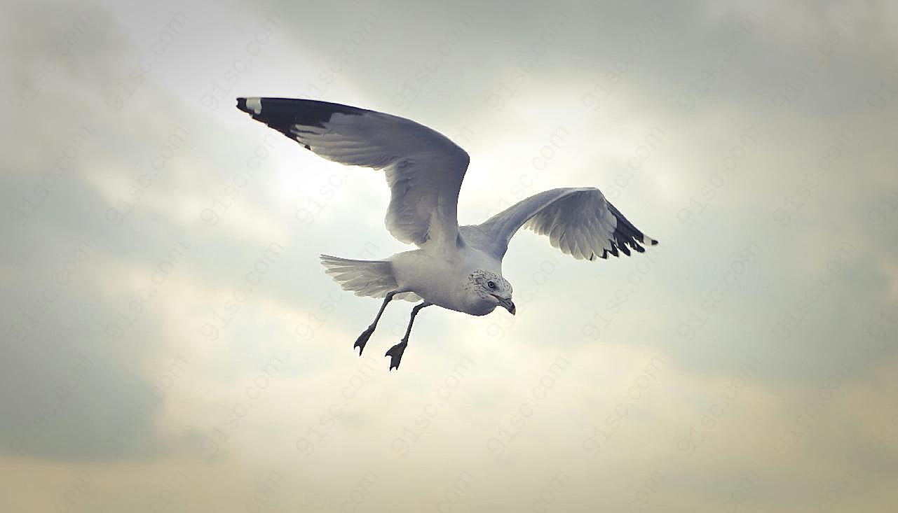 天空飞翔的海鸥图片飞禽世界
