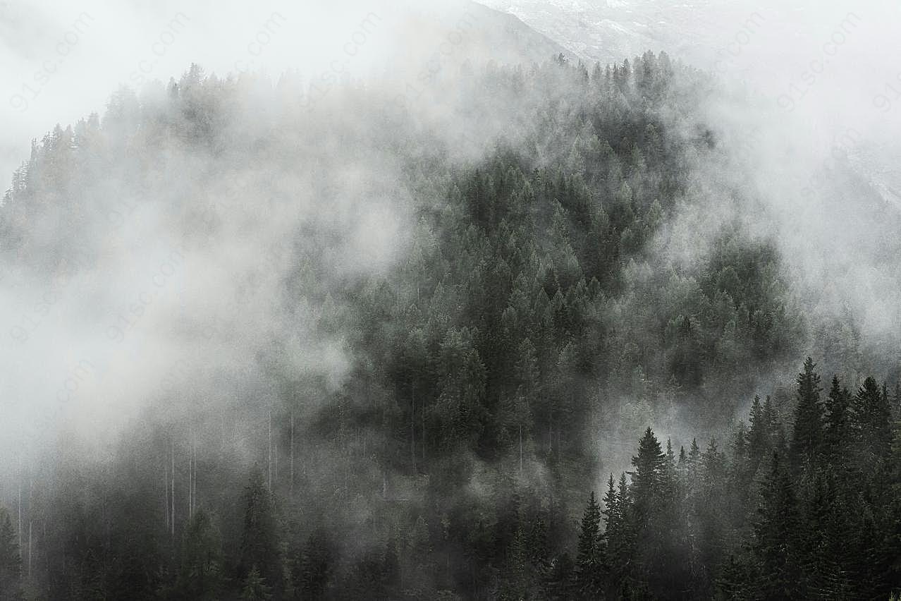 浓雾森林黑白图片风景