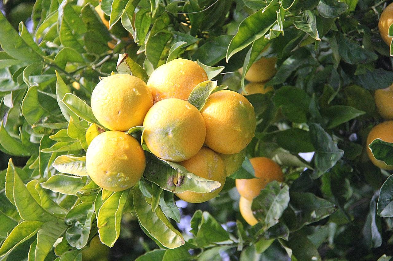 橘子树上的橘子图片水果