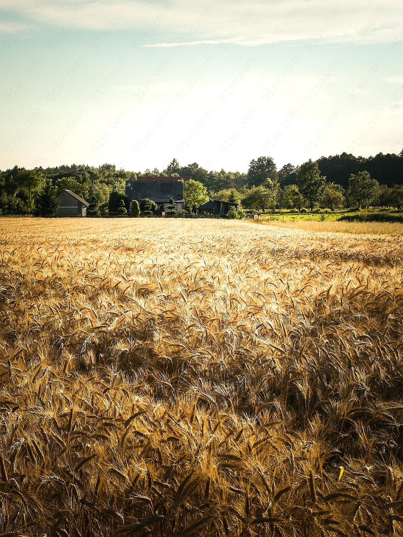 成熟的麦子图片景观