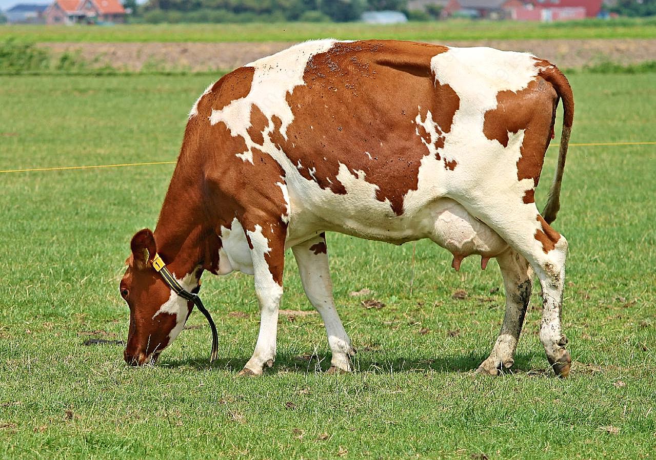 奶牛吃草图片动物图片