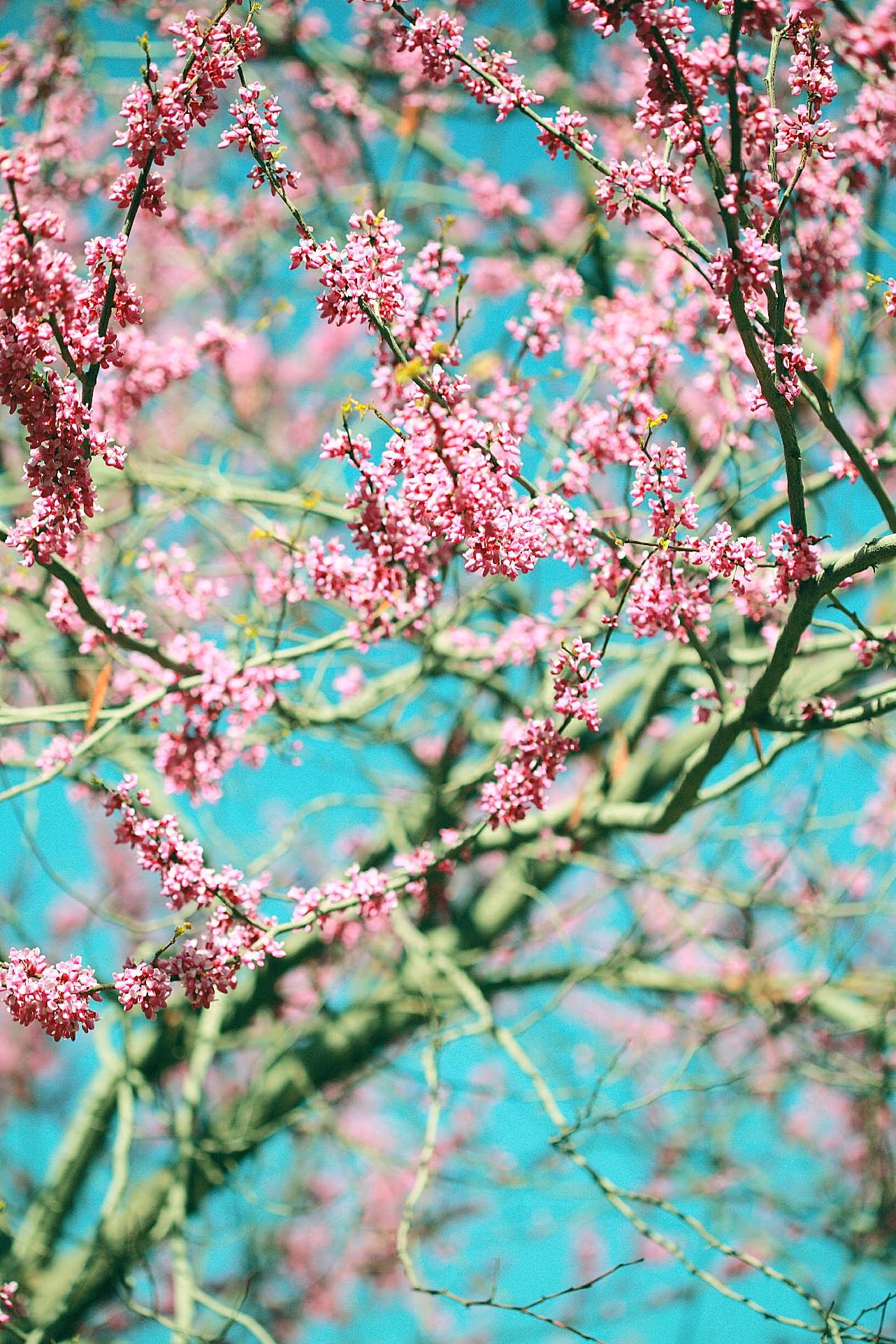 春天的花朵图片摄影