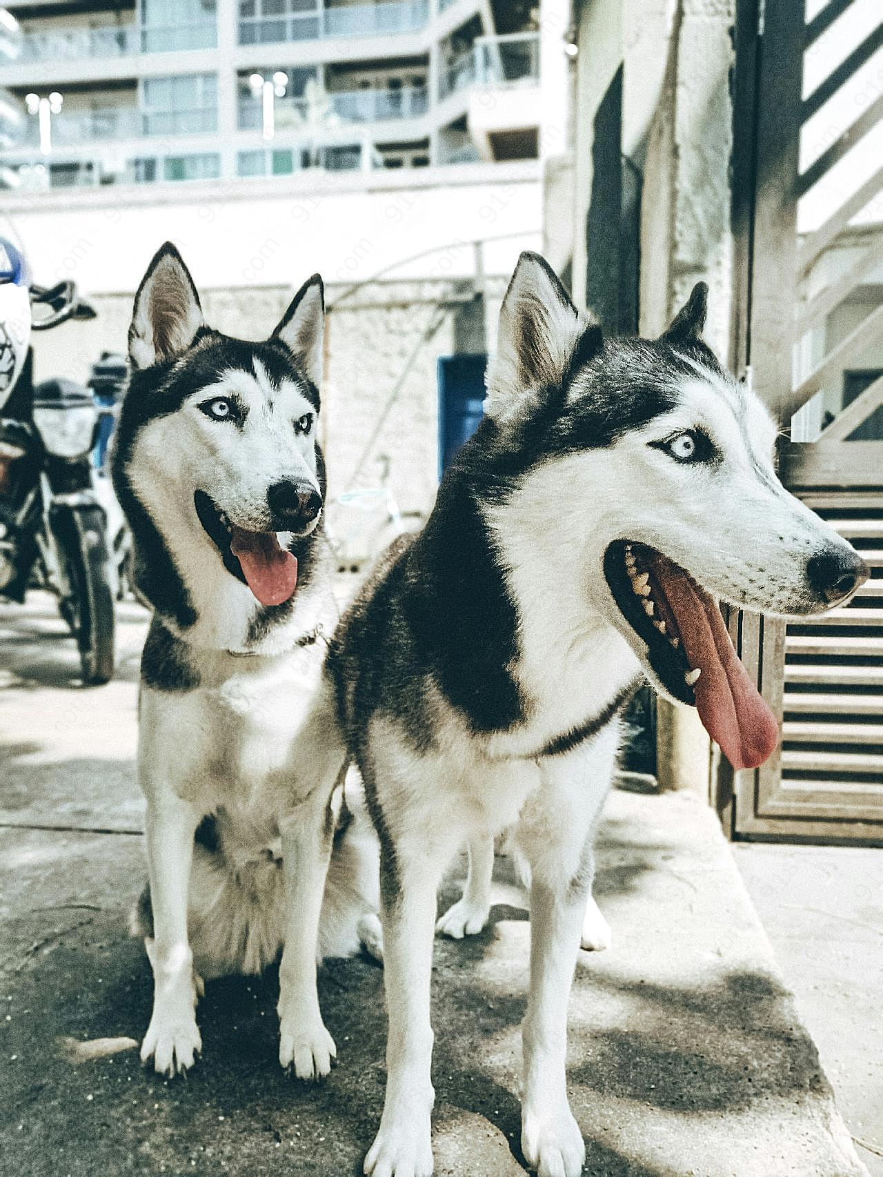 两只哈士奇图片摄影