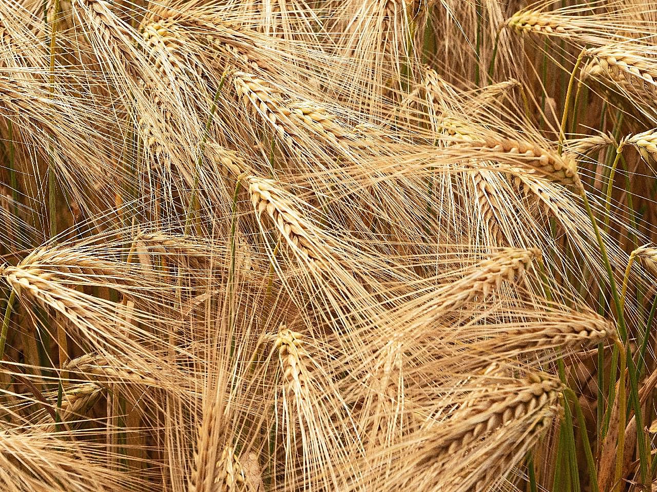 小麦麦穗成熟图片五谷杂粮