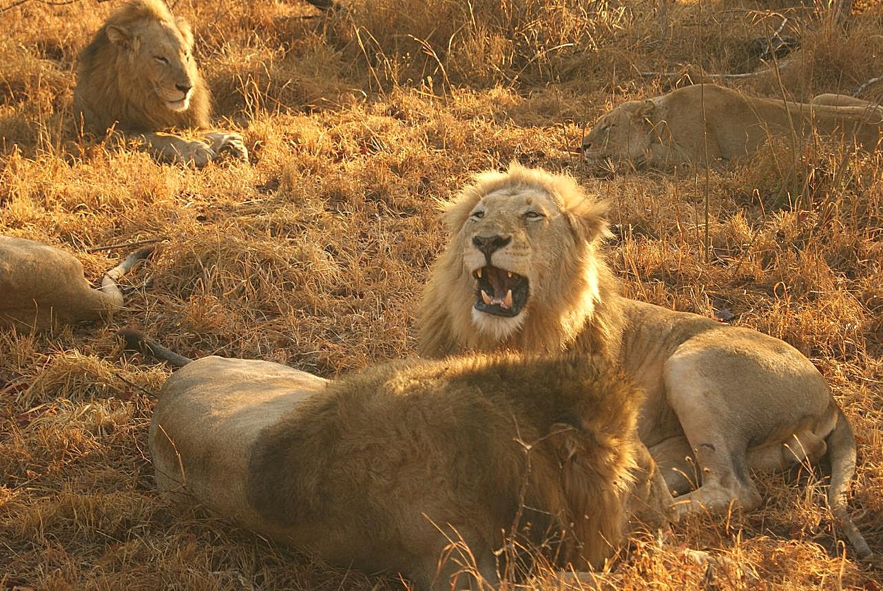干草地上的狮群生物世界高清摄影