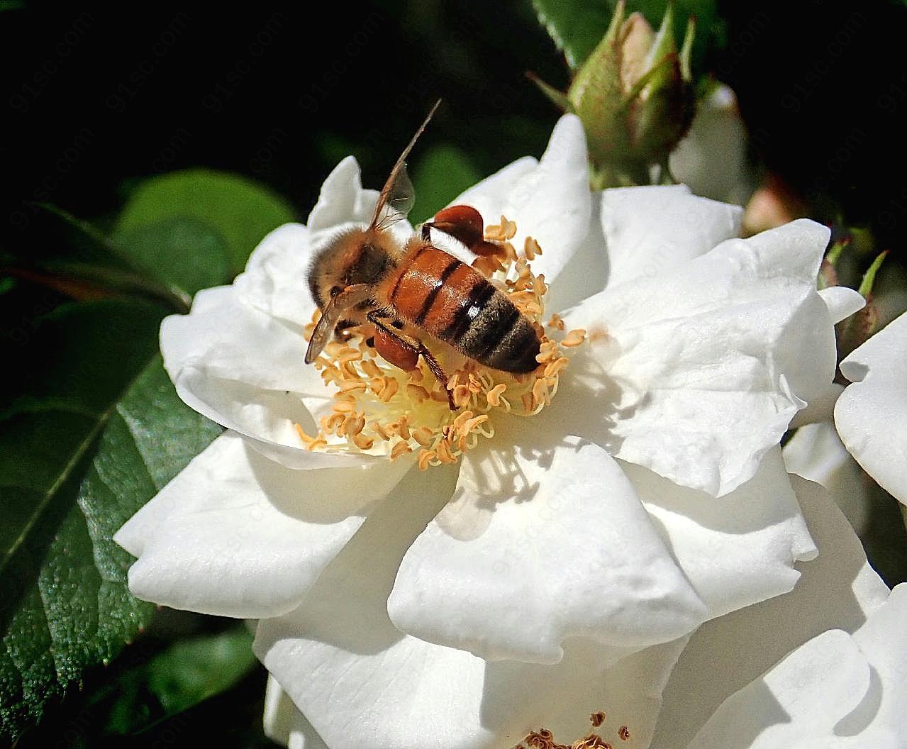 白玫瑰蜜蜂图片生物摄影