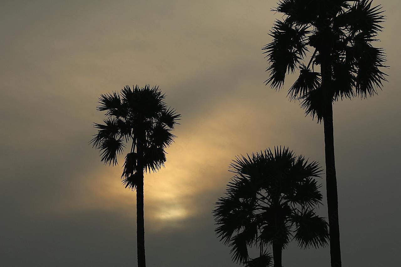 日出棕榈树剪影图片树木图片