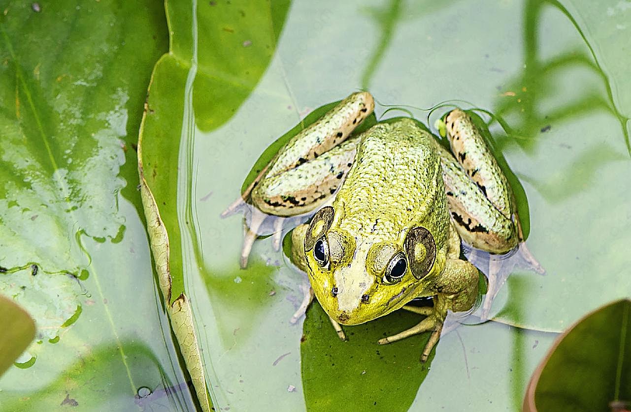 水中青蛙生物世界高清摄影