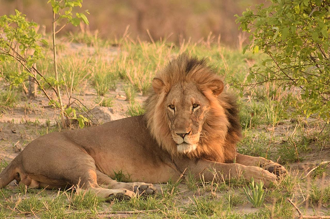 高清非洲雄狮写真图片摄影