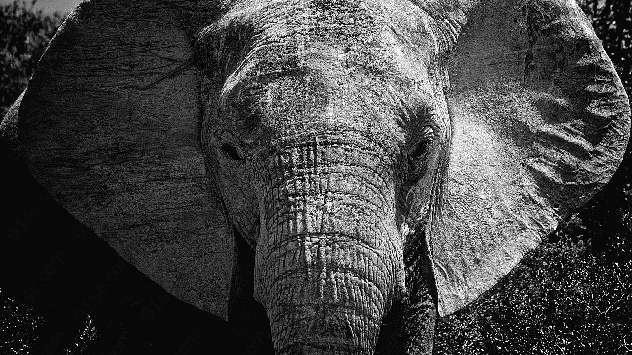 大象图片黑白动物图片