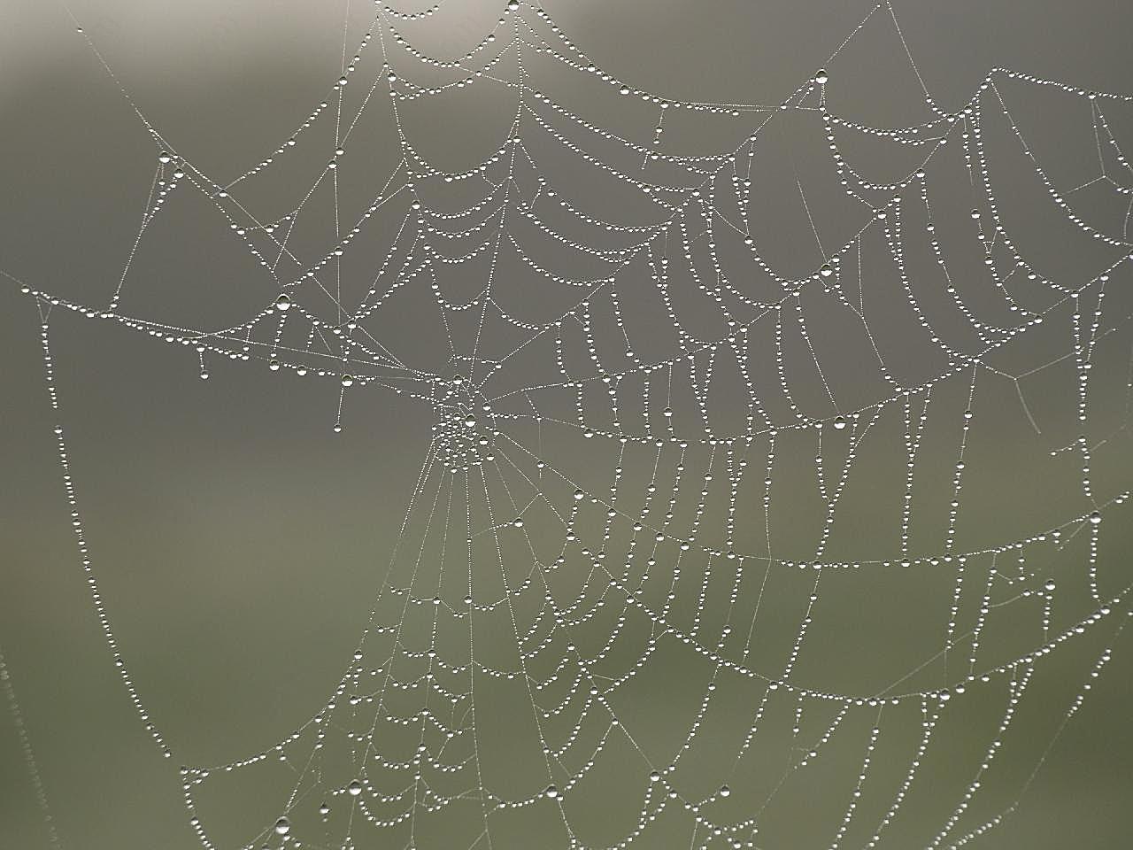蜘蛛网露水图片高清生物