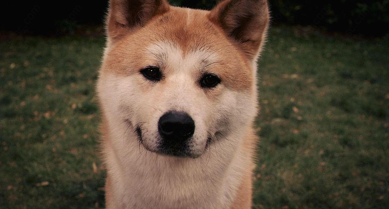 秋田犬八公图片狗