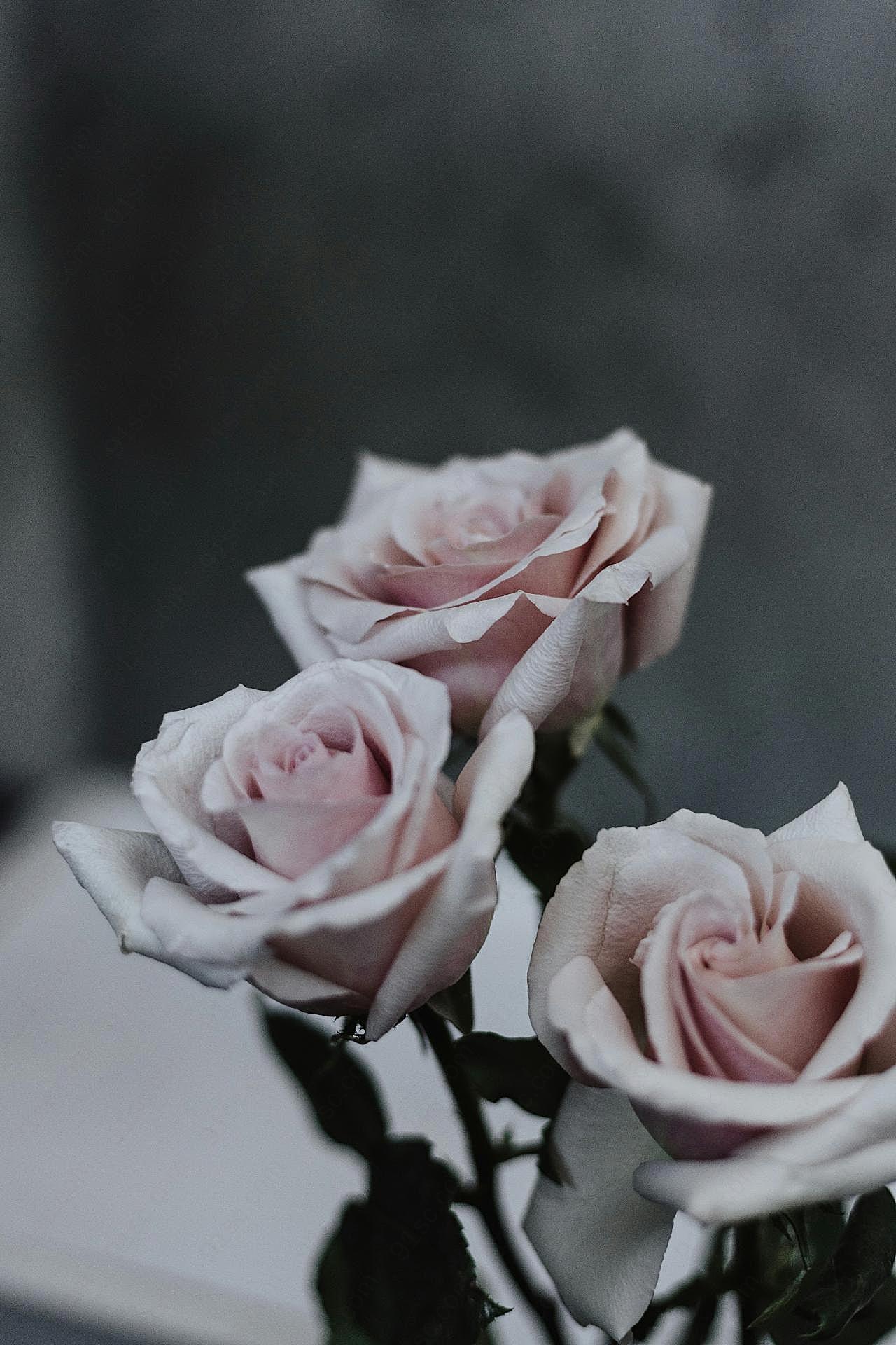 玫瑰高清图片玫瑰花