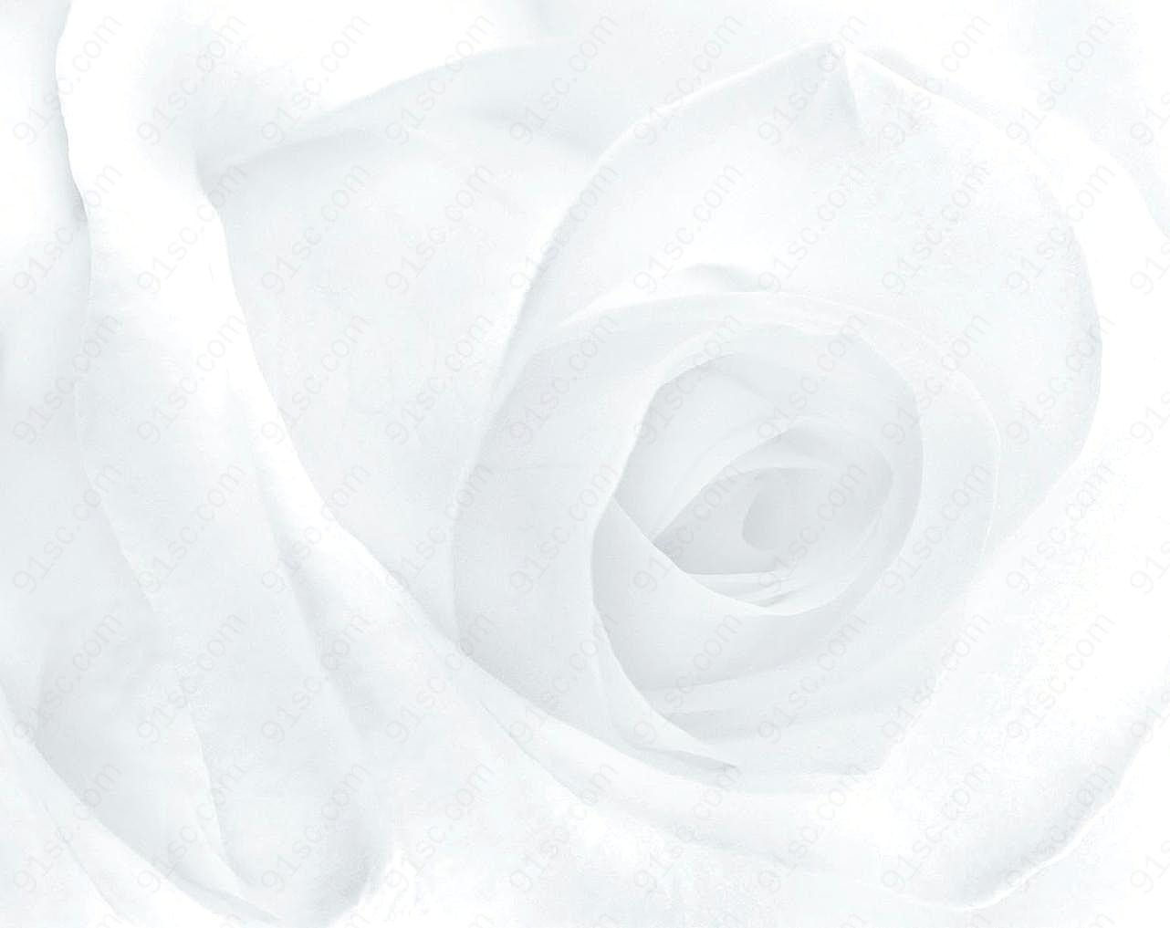 灰白花卉纹理图片背景