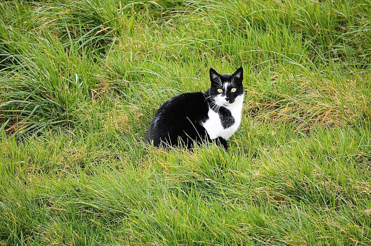 草地家养小图片猫