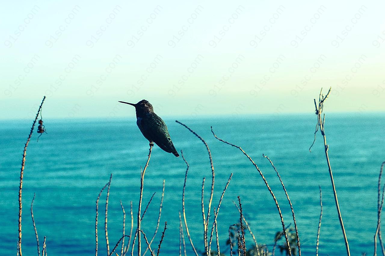 海边蜂鸟图片摄影高清