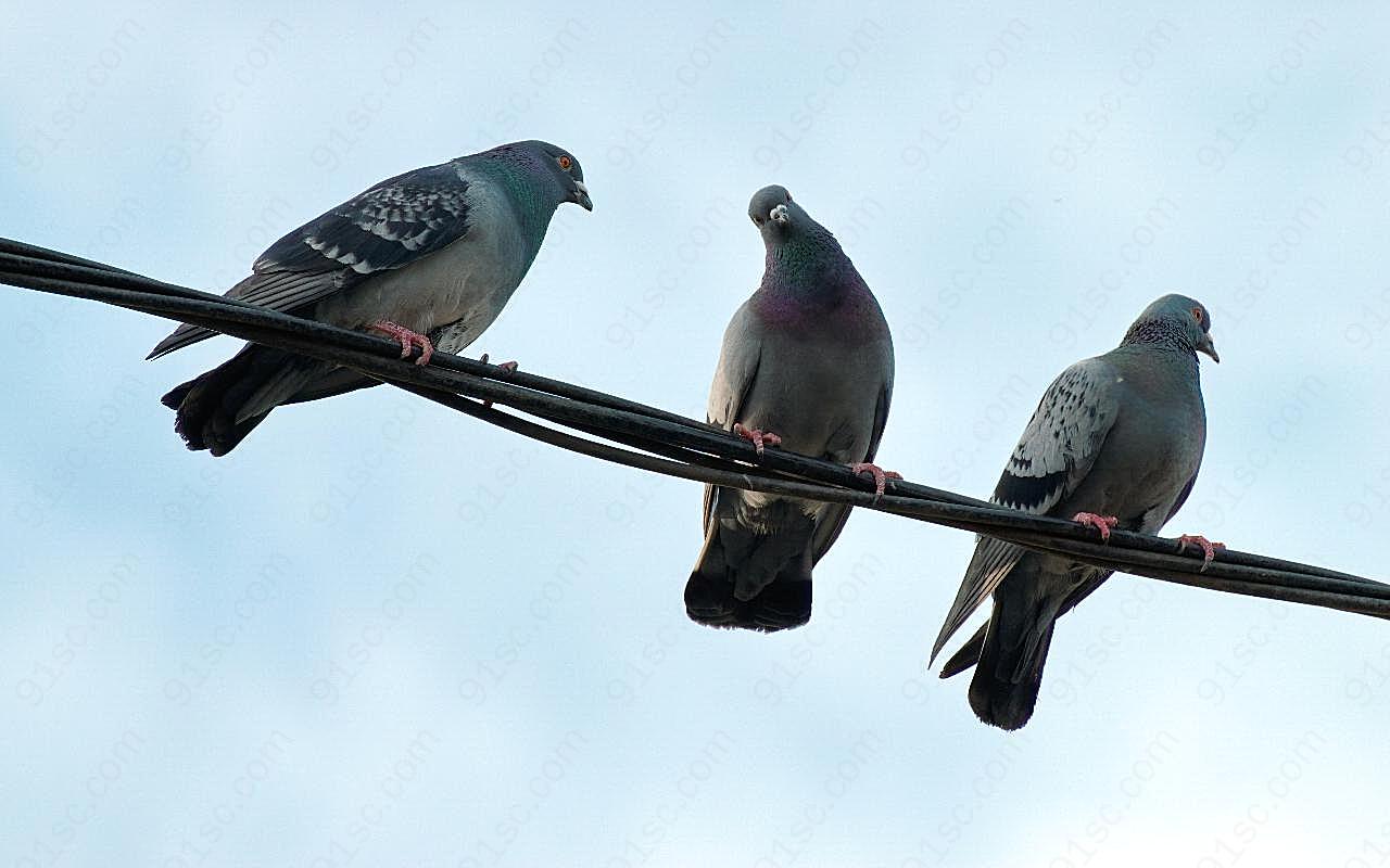 三只灰鸽子图片高清摄影
