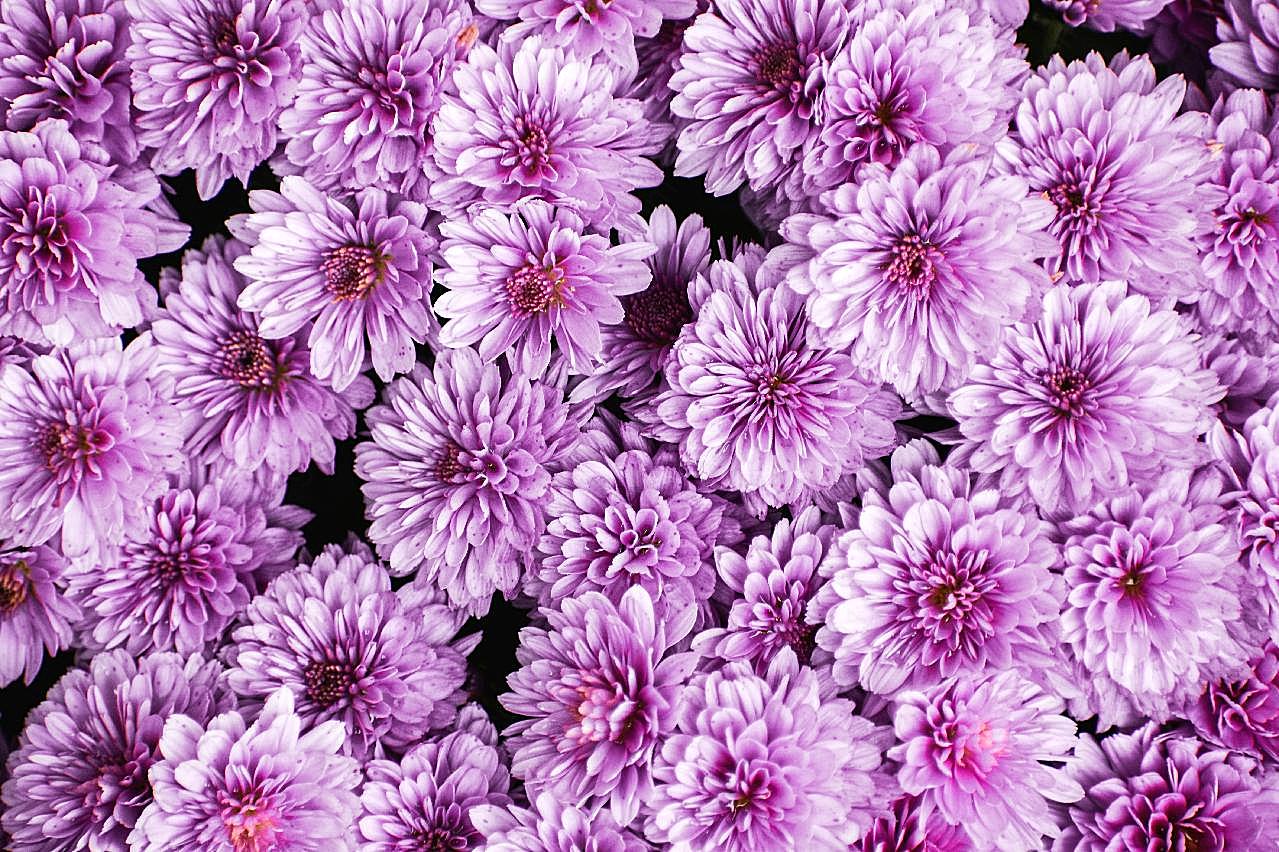 花团锦簇的图片高清摄影
