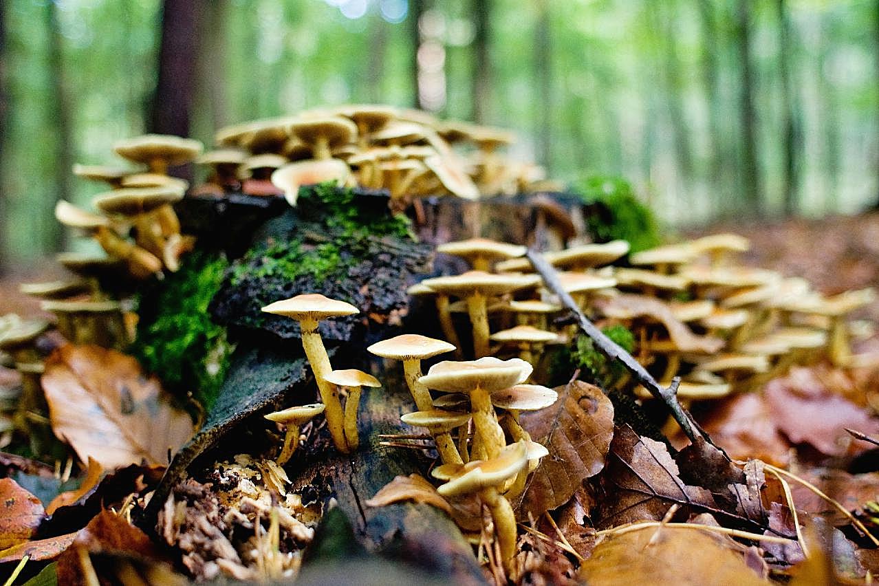 野生小滑菇图片蘑菇