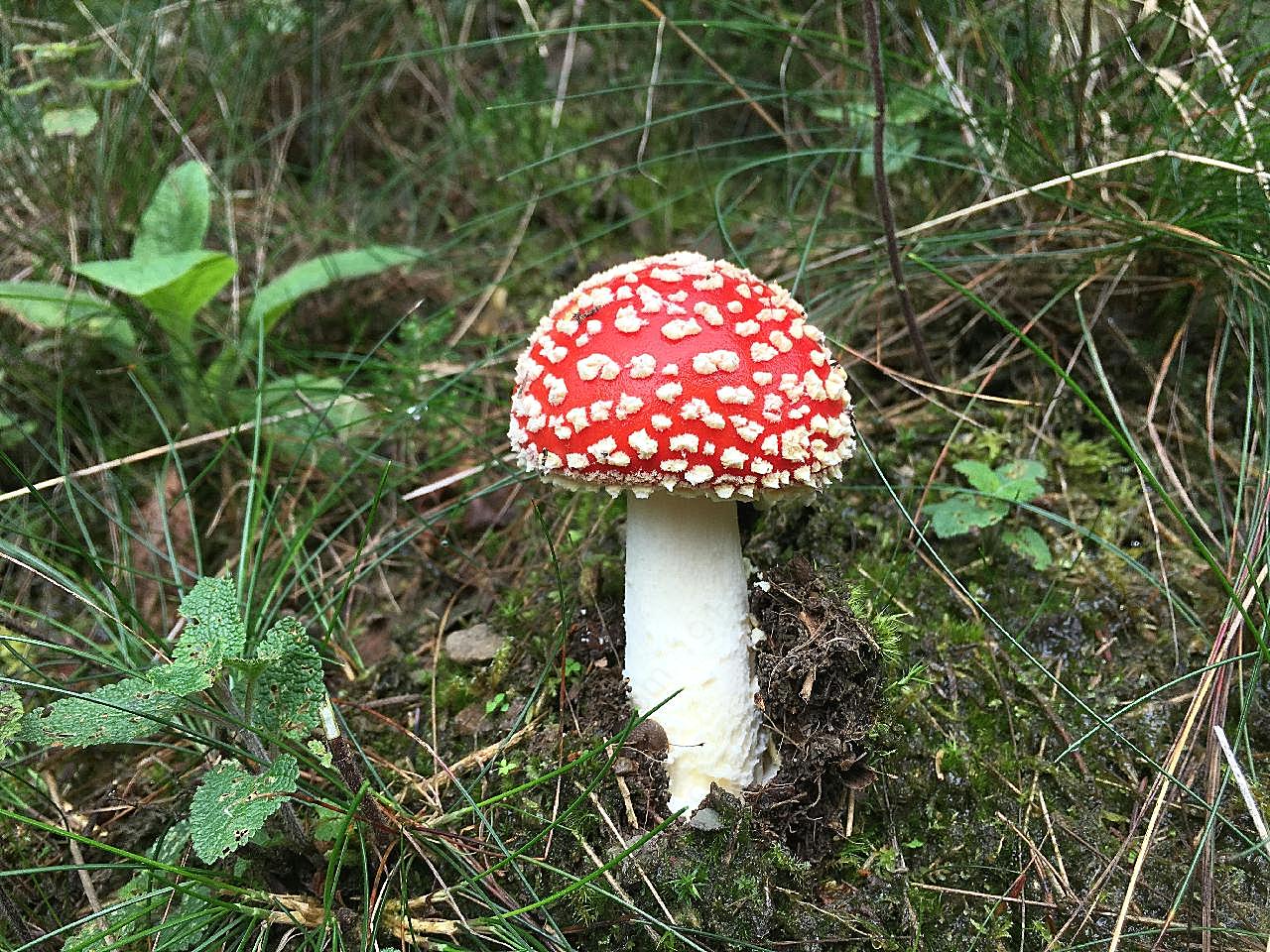 草地毒图片蘑菇