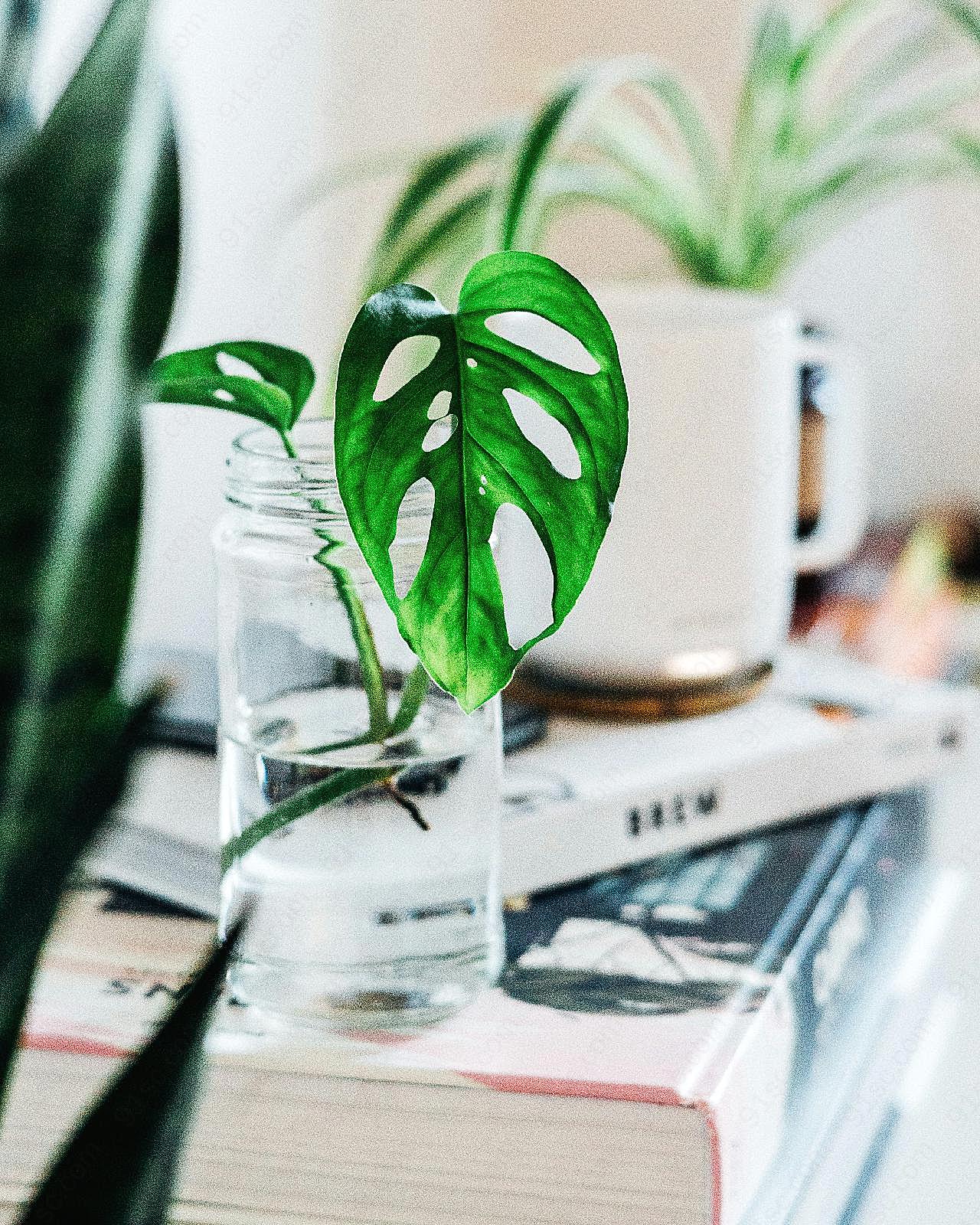 小清新水培植物摆设图片高清摄影