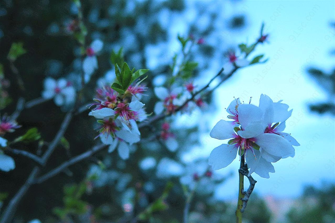 春天桃花风景图片高清