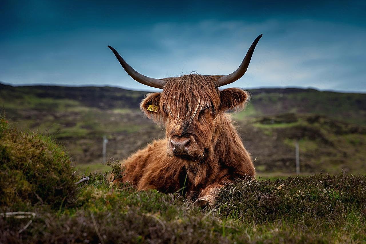 苏格兰高地牛图片摄影