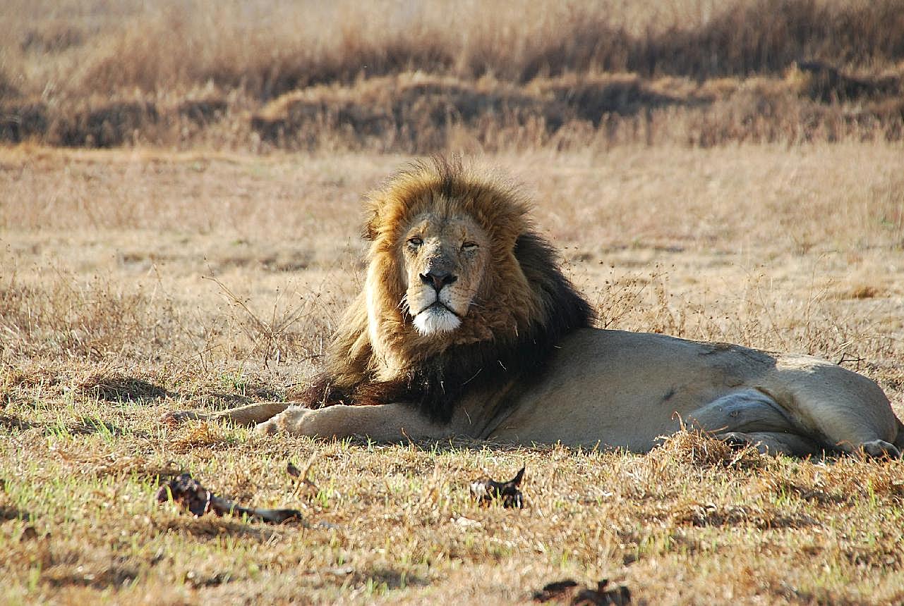 非洲狮子生活图片摄影高清