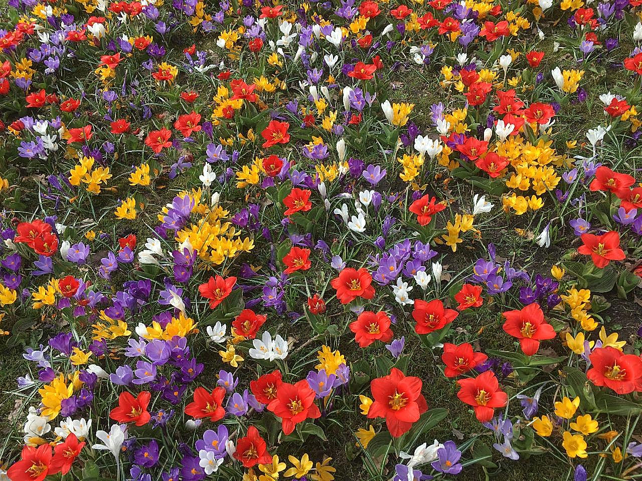 藏红花花海摄影图片花卉