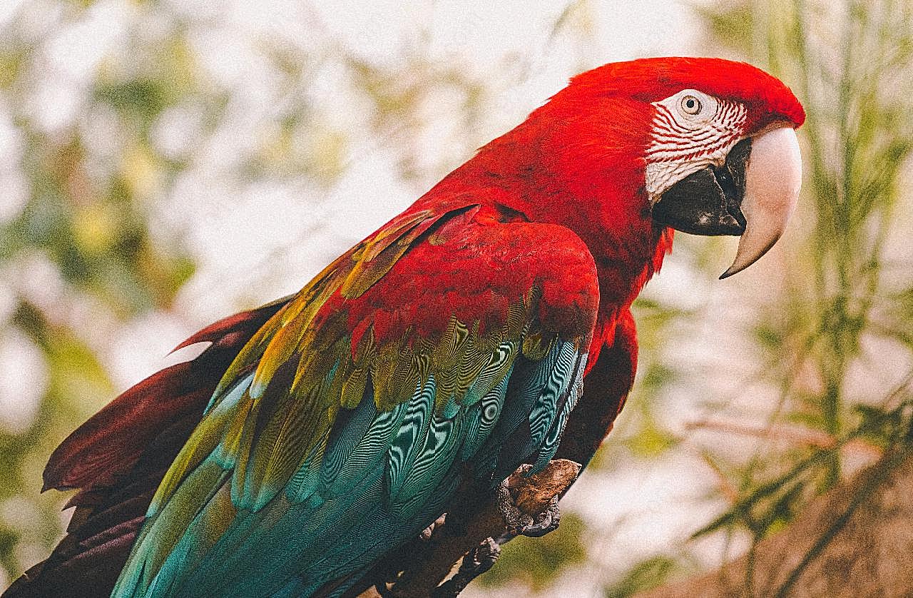 红绿金刚鹦鹉图片高清摄影