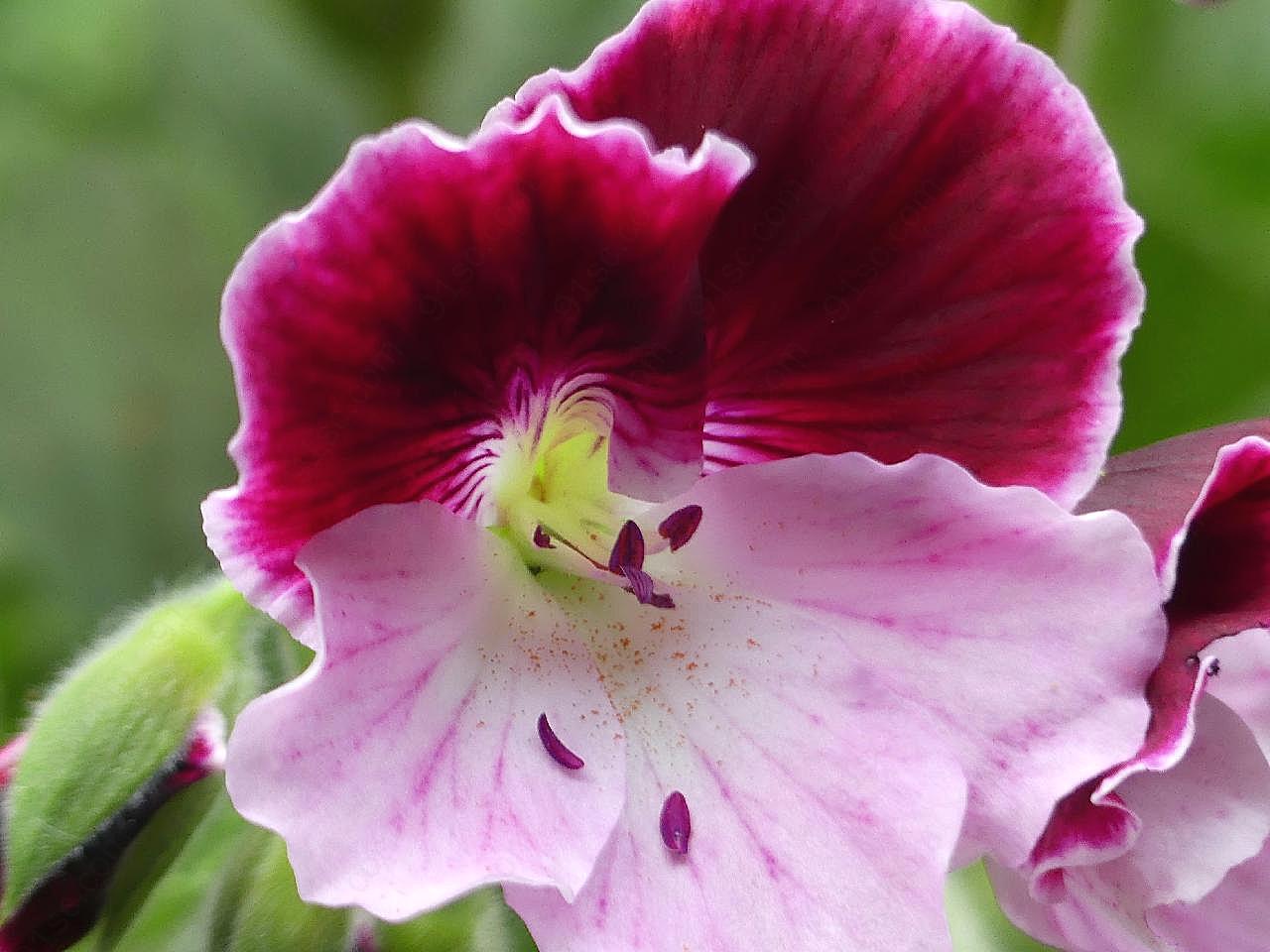 紫鸢尾花图片花卉