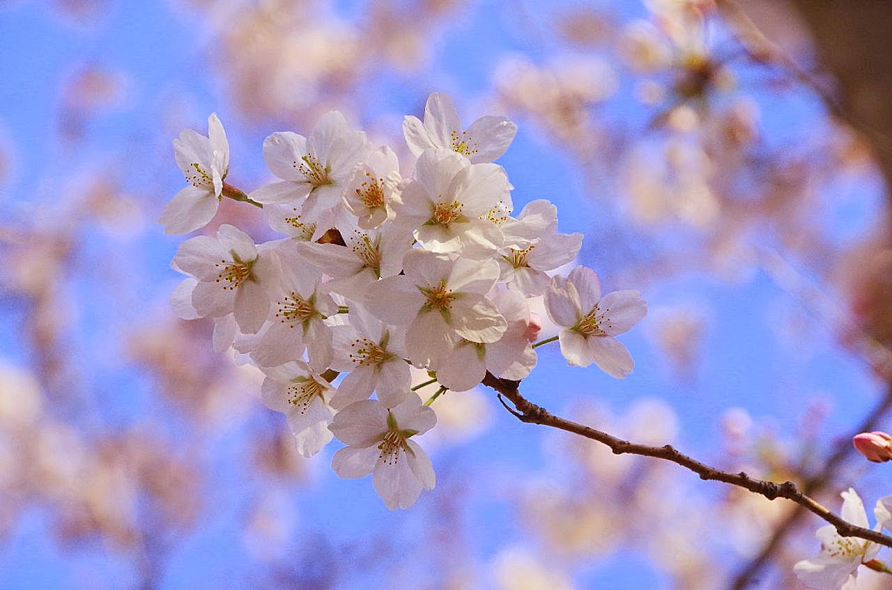 一支图片樱花