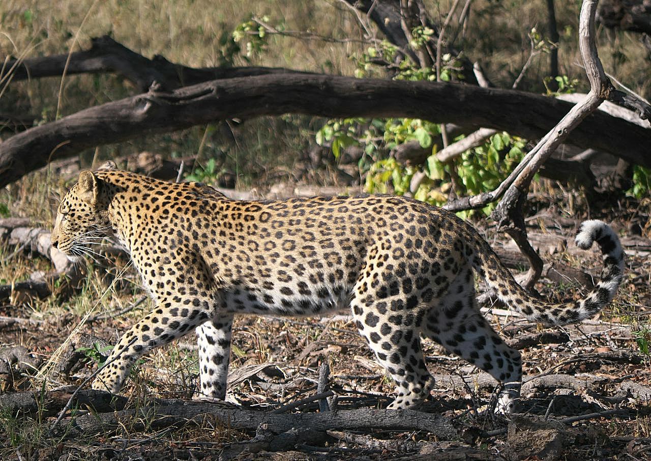 森林野生猎豹图片动物图片